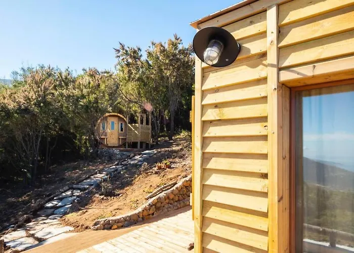 El Pino Centenario 3 La Orotava